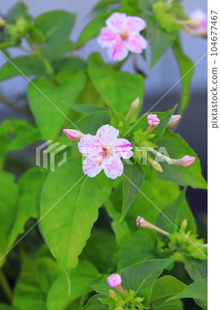 粉紅色和白色的粉狀花朵(雜項) 粉紅色和白色的粉狀花朵(雜項) 104677467