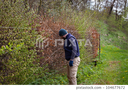 The hedge is made of different types of trees and bushes, the gardener levels and trims the hedge. 104677672