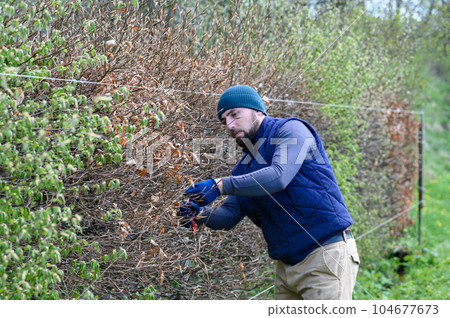 Leveling and trimming the hedge with a stretched cord and scissors. Leveling and trimming the hedge with a stretched cord and scissors. 104677673
