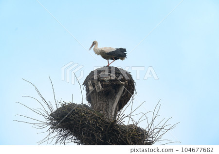 A stork's nest and a stork standing on the nest and watching the world from it. 104677682