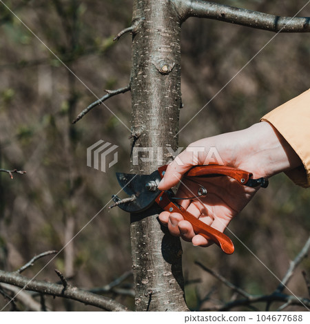 A woman in the garden cuts branches on a tree with scissors. A woman in the garden cuts branches on a tree with scissors. 104677688