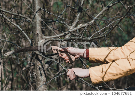 A woman cuts extra and thin branches on an apple tree with a hand saw 104677691