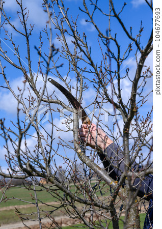 A man prunes a neglected plum tree, removes old and unnecessary branches, tree pruning work. 104677693