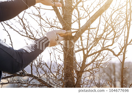 A gardener cuts a large branch on a plum with a saw 104677696