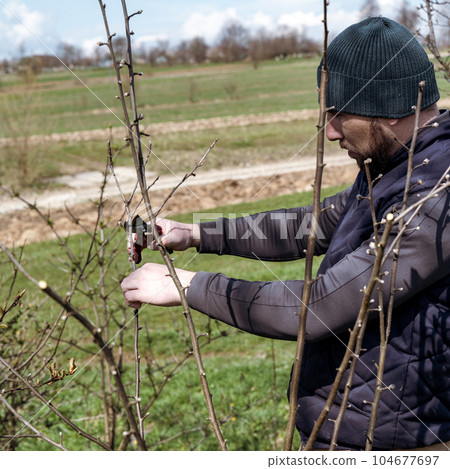 Forming the crown of a tree with the help of spring pruning and removal of unnecessary branches. 104677697