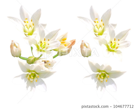 白色無花果花 104677712