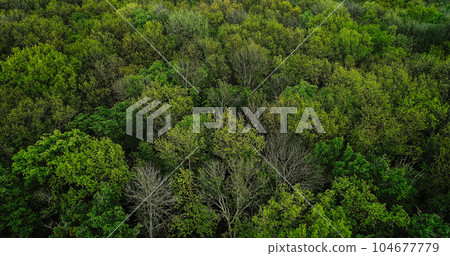 Forest background. Summer woods. Nature harmony. Serene enchanting outdoor landscape with lush green tree crowns foliage in peaceful atmosphere. 104677779
