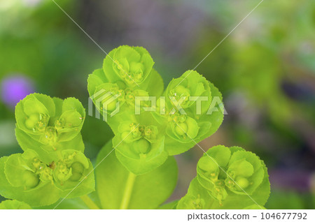 Euphorbiaceous 104677792
