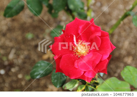 荒尾市少女公民花壇玫瑰花, 荒尾市少女公民花壇玫瑰花, 104677963