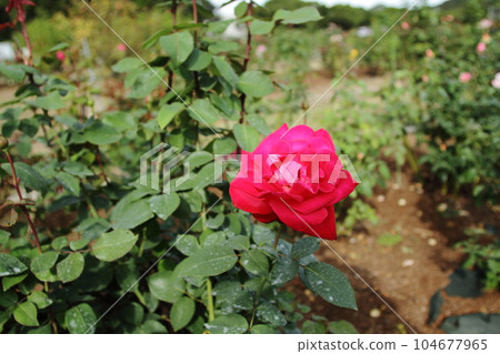 荒尾市少女公民花壇玫瑰花, 荒尾市少女公民花壇玫瑰花, 104677965