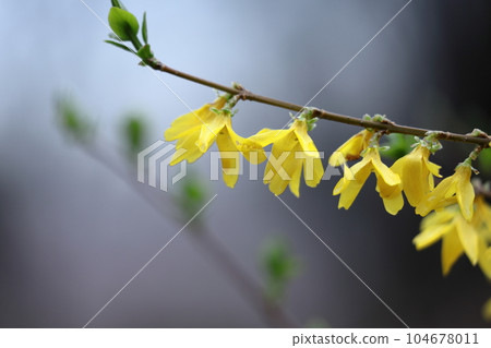 Golden flowers bloom like an explosion 104678011