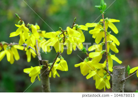 Golden flowers bloom like an explosion 104678013