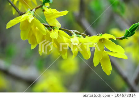 Golden flowers bloom like an explosion 104678014