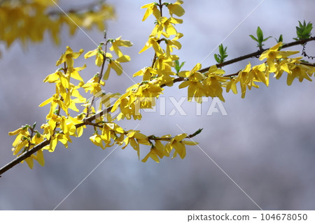 Golden flowers bloom like an explosion Golden flowers bloom like an explosion 104678050