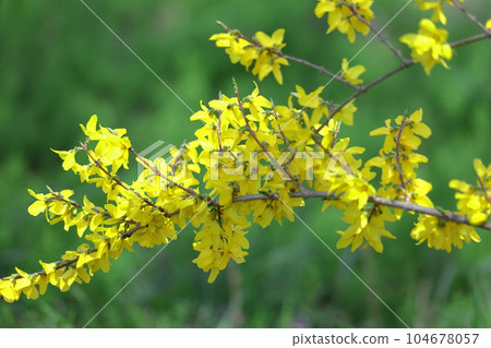 Golden flowers bloom like an explosion 104678057
