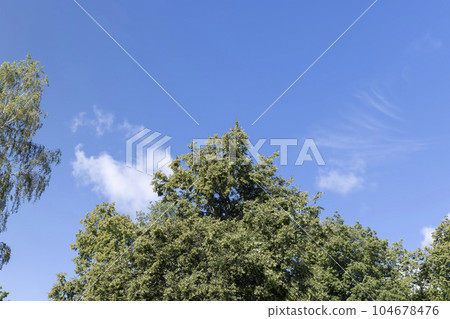Trees in a mixed forest in summer 104678476