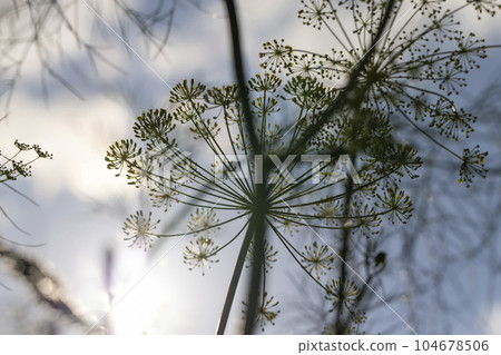 Growing green dill in the field, growing green dill for use as spices 104678506