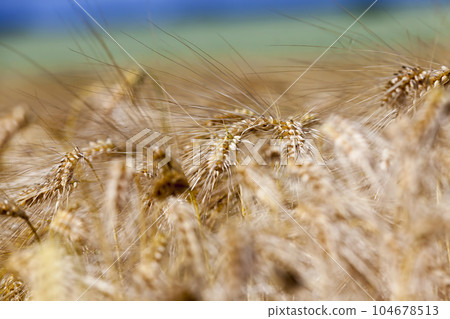 Agricultural field with a large number of yellow cereals 104678513