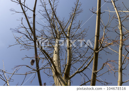 maple tree in sunny weather in early spring maple tree in sunny weather in early spring 104678516