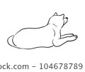 白色秋田犬躺下，悠閒地等待主人 104678789