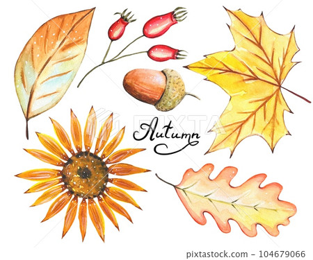 Set with watercolor autumn leaves, flower, acorn, on a white background Set with watercolor autumn leaves, flower, acorn, on a white background 104679066