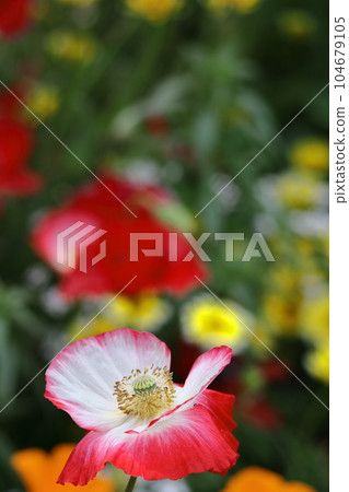 花園的一側 花園的一側 104679105