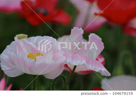 花園的一側 花園的一側 104679159