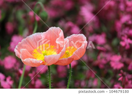 One side of a flower garden One side of a flower garden 104679180