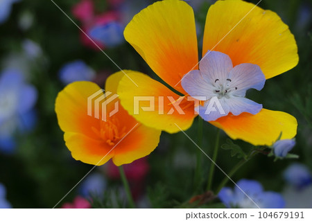 花園的一側 花園的一側 104679191