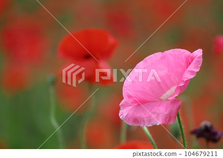 花園的一側 花園的一側 104679211