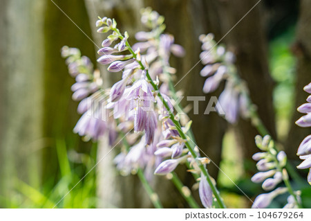 Hosta flowers: A perennial plant that blooms in the shade in early summer. Hosta flowers: A perennial plant that blooms in the shade in early summer. 104679264