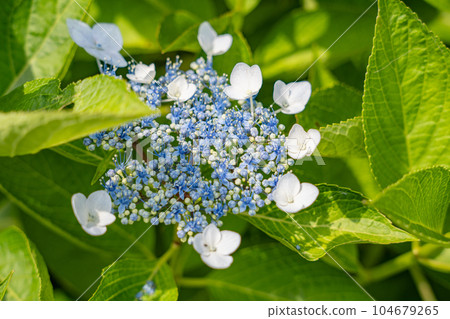 Hydrangea flowers, early summer flowers that add color to the rainy season. Hydrangea flowers, early summer flowers that add color to the rainy season. 104679265