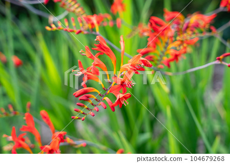 Himehigi ginsen Himehigi ginsen 104679268