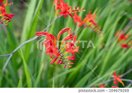 Himehigi ginsen Himehigi ginsen 104679269