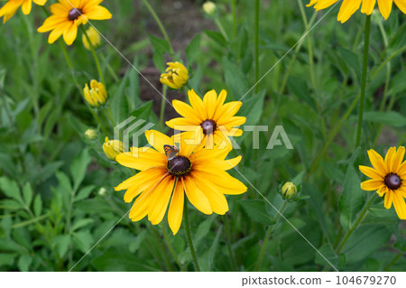 Rudbeck flowers 104679270