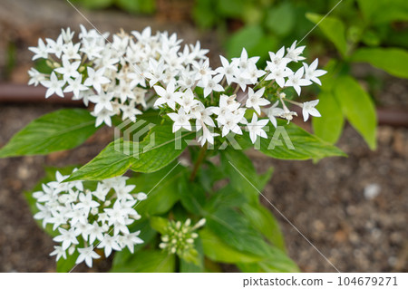 白色pentas花 104679271