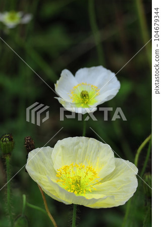 One side of a flower garden One side of a flower garden 104679344