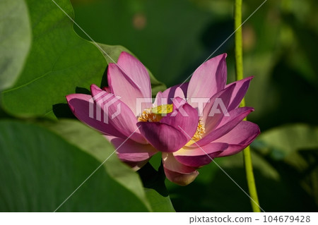 上尾市原市沼市的古蓮花 104679428