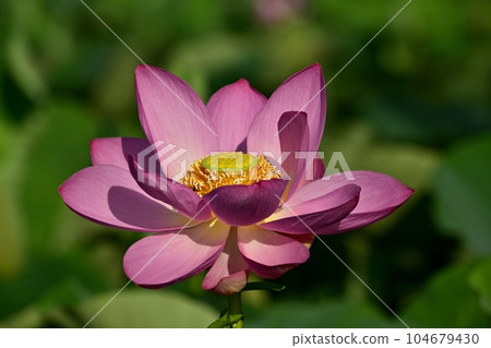 上尾市原市沼市的古蓮花 104679430