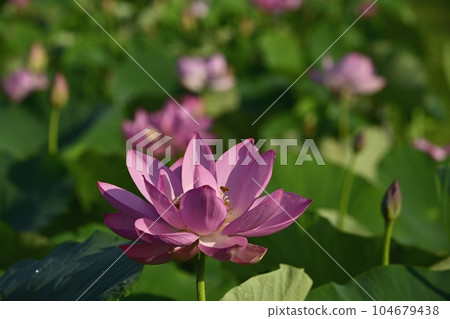 A honey bee on an ancient lotus flower in Haraichi, Ageo A honey bee on an ancient lotus flower in Haraichi, Ageo 104679438