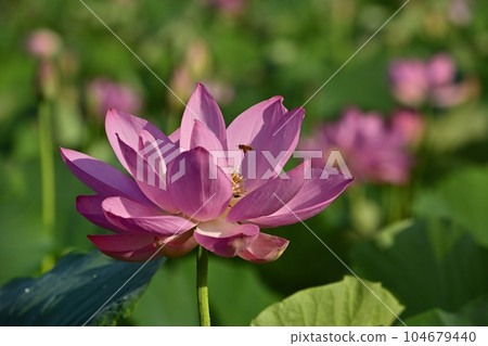 A honey bee on an ancient lotus flower in Haraichi, Ageo 104679440