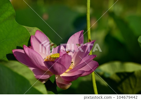 A honey bee on an ancient lotus flower in Haraichi, Ageo A honey bee on an ancient lotus flower in Haraichi, Ageo 104679442