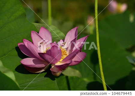 A honey bee on an ancient lotus flower in Haraichi, Ageo 104679445
