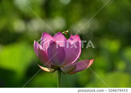 A honey bee on an ancient lotus flower in Haraichi, Ageo A honey bee on an ancient lotus flower in Haraichi, Ageo 104679455