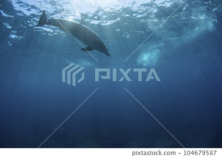 禦倉島的水下野生海豚 104679587
