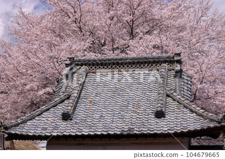 山梨縣南阿爾卑斯市中野 染井吉野櫻在富士山的庭園裡盛開。 104679665