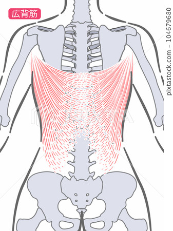 female latissimus dorsi - Stock Illustration [104679680] - PIXTA