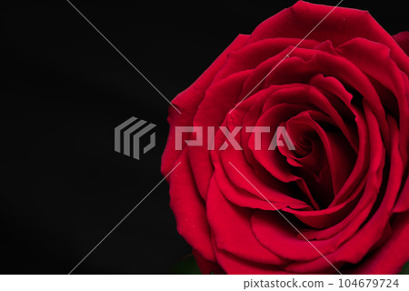 一朵紅玫瑰 104679724