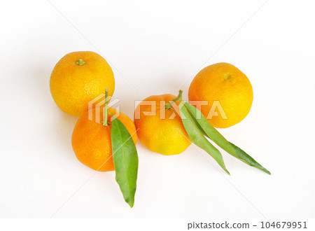 Italian Mandarin Orange Clementina with Leaves 104679951