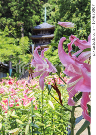 Matsuoji Temple in full bloom Casablanca 104680007